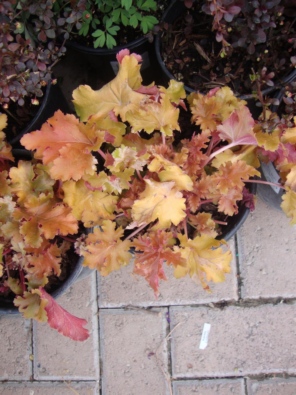 Photo of Coral Bells (Heuchera 'Amber Waves') uploaded by Paul2032