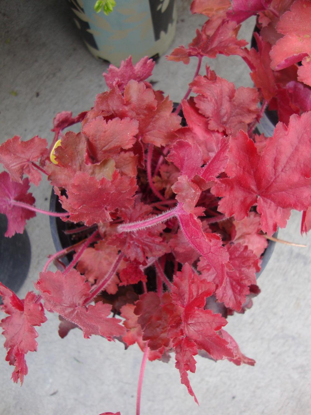 Photo of Coral Bells (Heuchera 'Fire Chief') uploaded by Paul2032