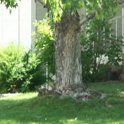 Location: Denver Metro CO
Date: July 2008
My neighbor's silver maple.  Approx. 30 years old.