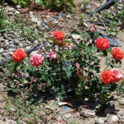Location: Denver Metro CO
Date: July 2008
you can see how abused this poor rose is.. and it still blooms li