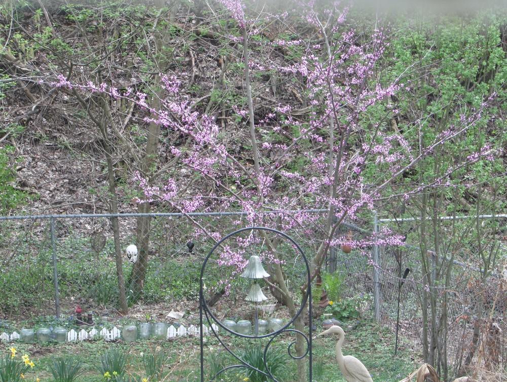 Photo of Eastern Redbud (Cercis canadensis 'Forest Pansy') uploaded by SongofJoy