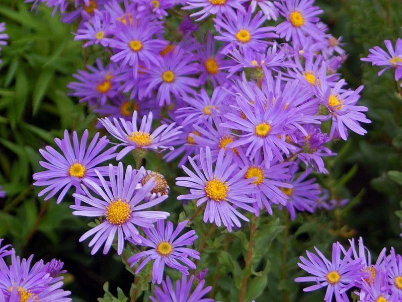 Photo of Italian Aster (Aster amellus) uploaded by SongofJoy