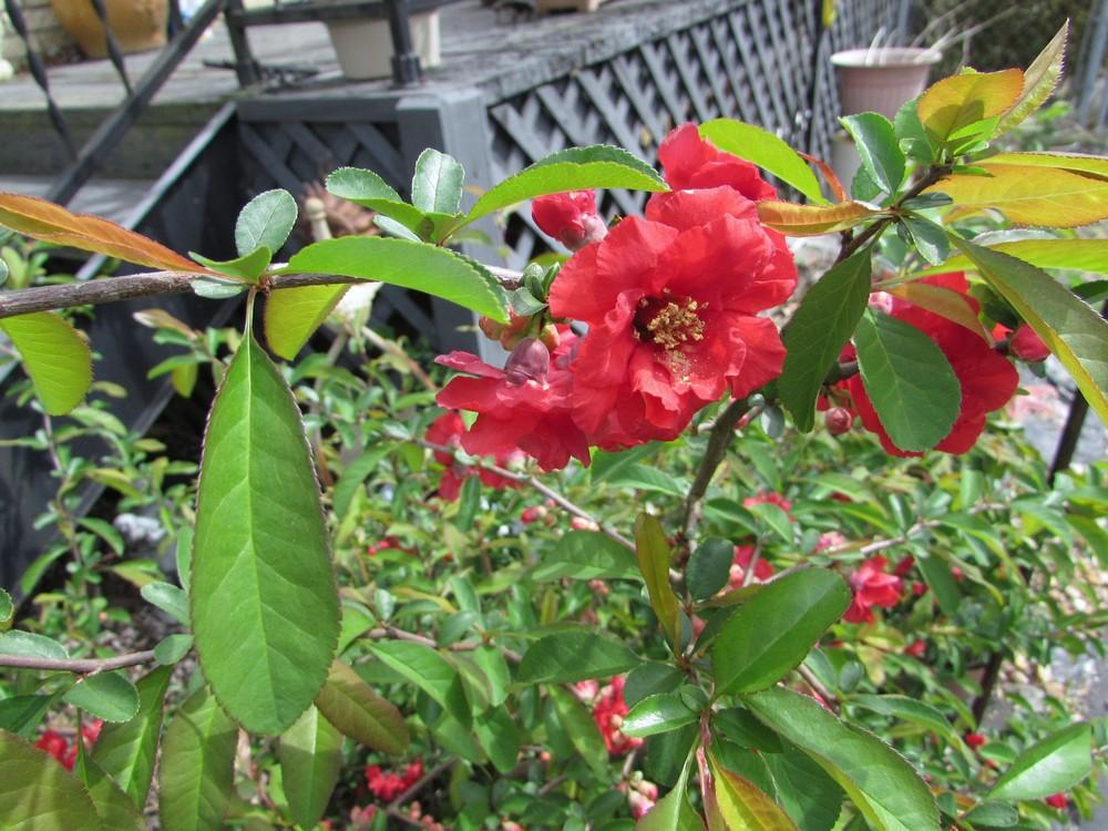 Photo of Flowering Quince (Chaenomeles speciosa 'Toyo-Nishiki') uploaded by SongofJoy