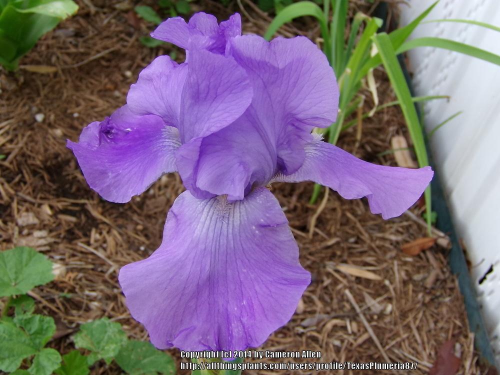Photo of Irises (Iris) uploaded by TexasPlumeria87