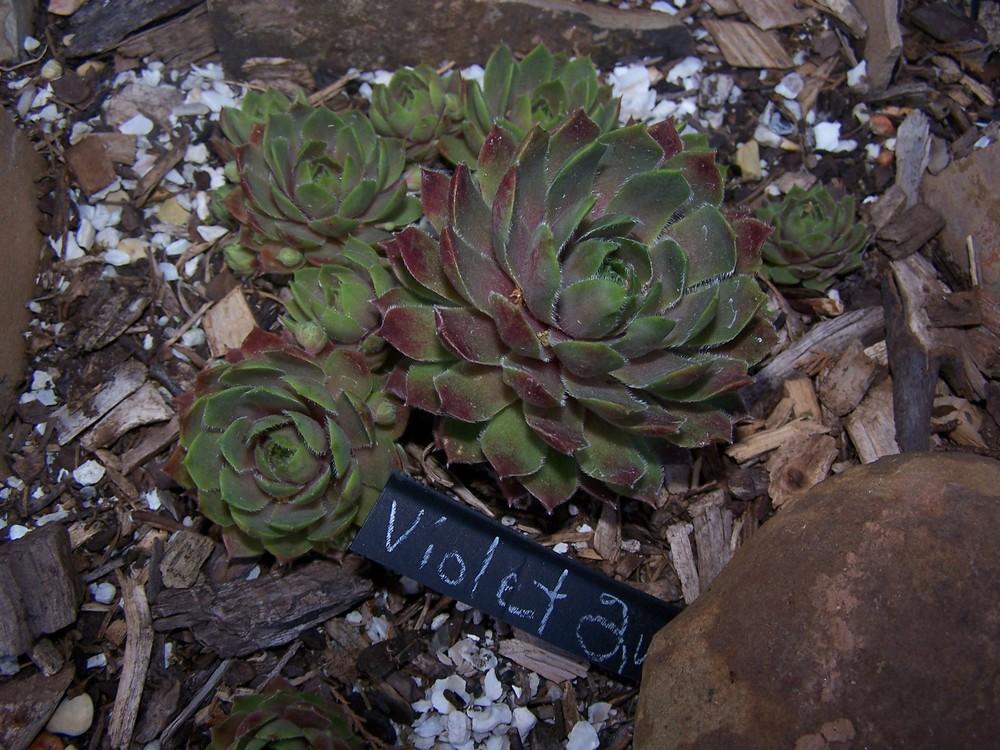 Photo of Hen and Chicks (Sempervivum 'Violet Queen') uploaded by chickhill