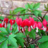 Dicentra 'Valentine' blooms here around the 2nd week of April. I 