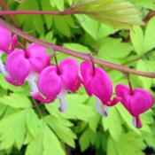 Dicentra 'Gold Heart' is shown blooming in April. The foliage rea