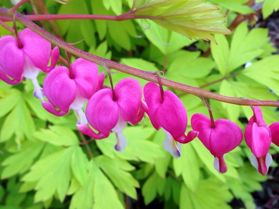 Photo of Bleeding Heart (Lamprocapnos spectabilis 'Gold Heart') uploaded by clintbrown