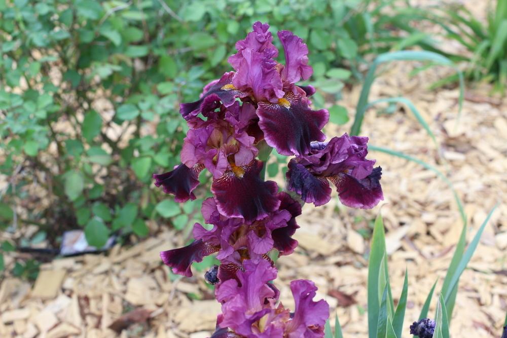 Photo of Border Bearded Iris (Iris 'Autumn Wine') uploaded by dave