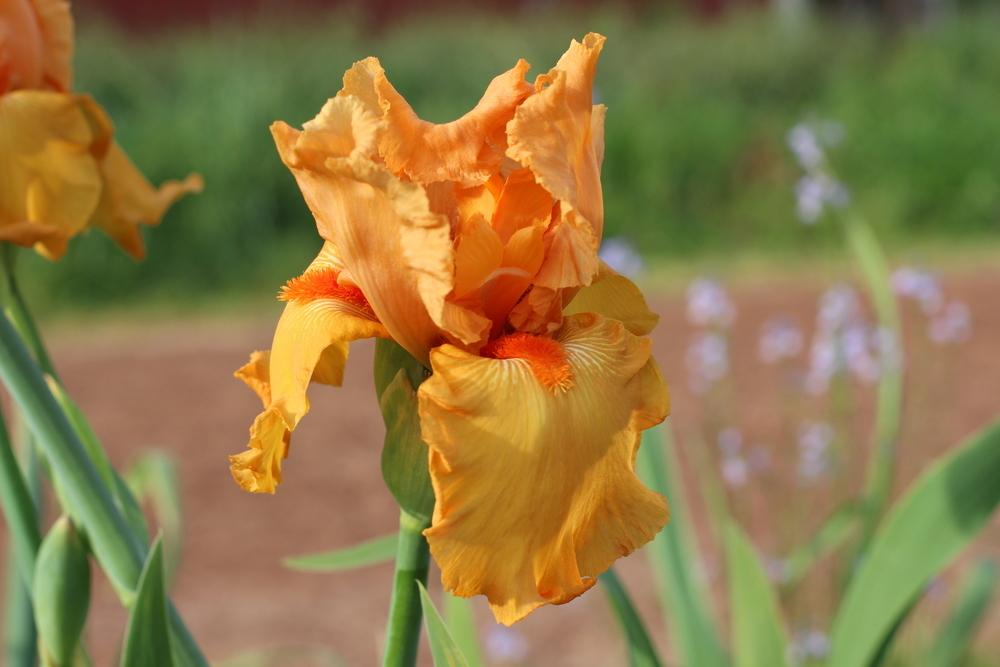 Photo of Tall Bearded Iris (Iris 'Savannah Sunset') uploaded by dave