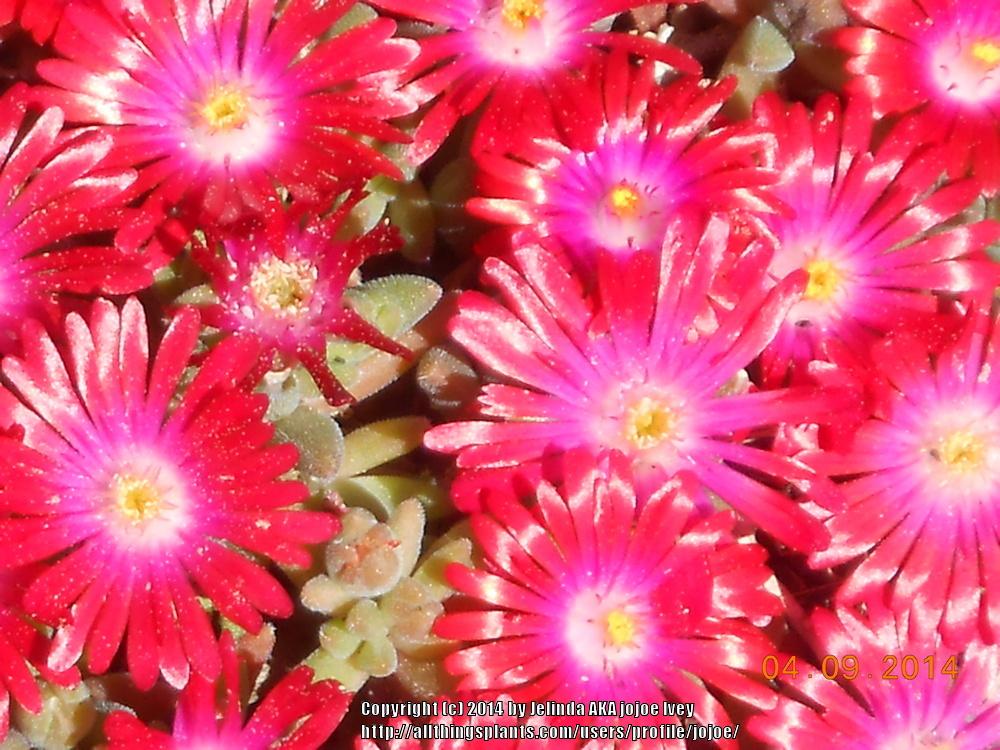 Photo of Ice Plant (Delosperma 'Jewel of Desert Garnet') uploaded by jojoe