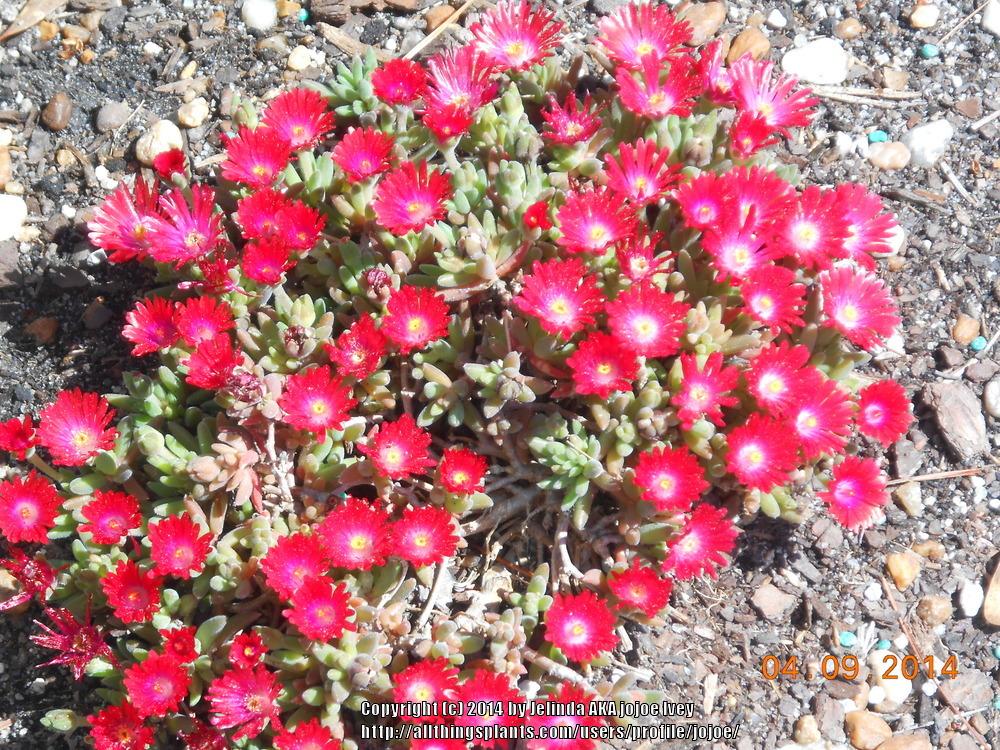 Photo of Ice Plant (Delosperma 'Jewel of Desert Garnet') uploaded by jojoe