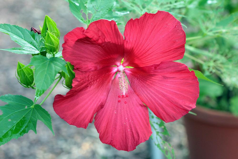 Photo of Hybrid Hardy Hibiscus (Hibiscus 'Lord Baltimore') uploaded by luvsgrtdanes