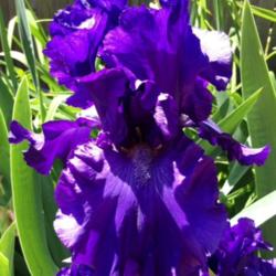 Location: In backyard, Elk Grove, CA
Date: 2014-04-13
Uncharted Waters Iris