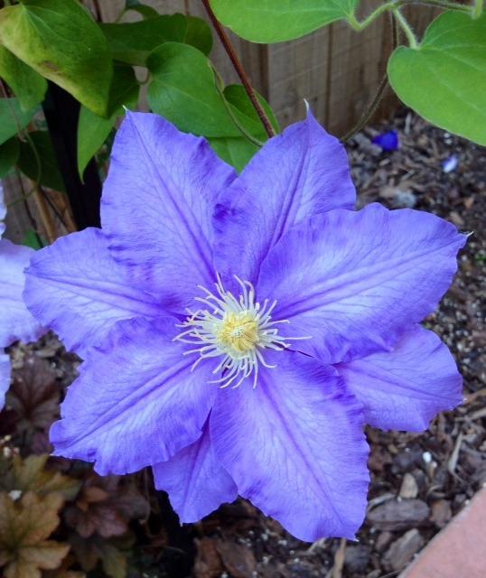 Photo of Clematis 'Will Goodwin' uploaded by Ecograndma