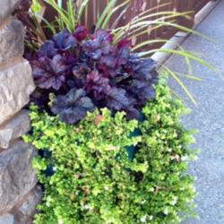 Location: In front porch, Elk Grove, CA
Date: 2014-04-13
Berry Marmalade coral bells