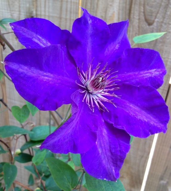 Photo of Clematis 'The President' uploaded by Ecograndma