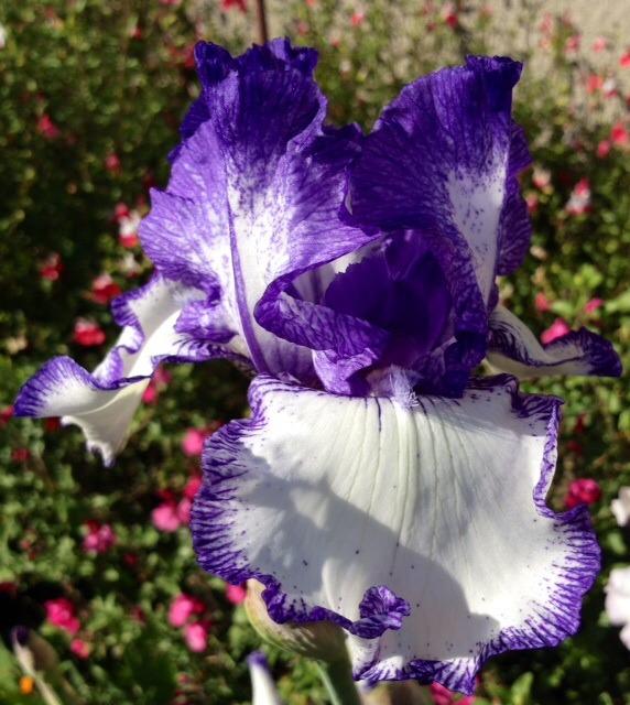 Photo of Tall Bearded Iris (Iris 'Creative Stitchery') uploaded by Ecograndma