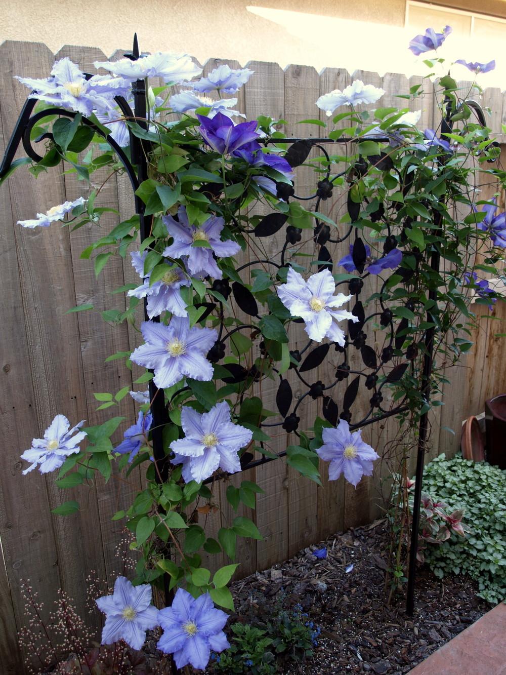 Photo of Clematis 'Will Goodwin' uploaded by Ecograndma