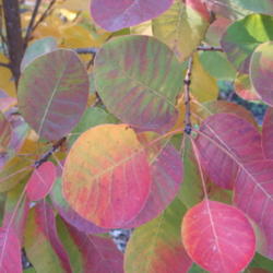 Location: Santa Cruz Mountains, California
Date: 2013-10-31
fall foliage
