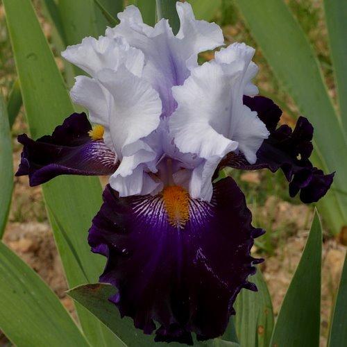 Photo of Tall Bearded Iris (Iris 'Piste Noire') uploaded by Misawa77
