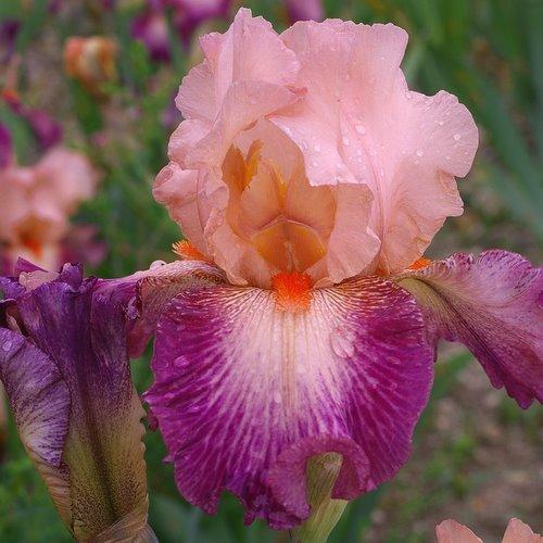 Photo of Tall Bearded Iris (Iris 'Rose de Perse') uploaded by Misawa77
