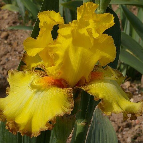 Photo of Tall Bearded Iris (Iris 'Macaron') uploaded by Misawa77
