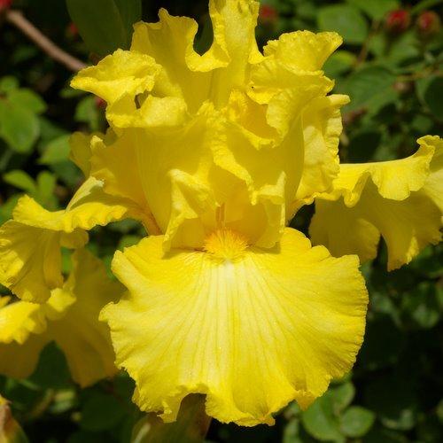 Photo of Tall Bearded Iris (Iris 'Pot d'Or') uploaded by Misawa77