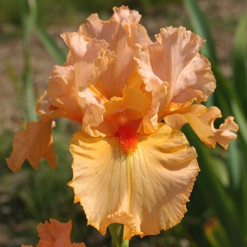 Photo of Tall Bearded Iris (Iris 'Rose de la Vallée') uploaded by Misawa77