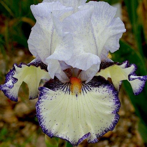 Photo of Tall Bearded Iris (Iris 'Urluberlu') uploaded by Misawa77