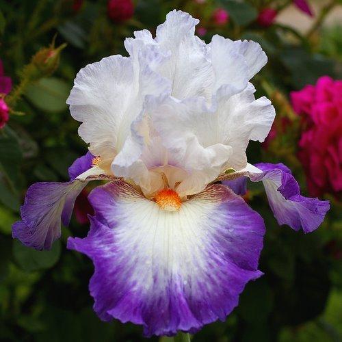 Photo of Tall Bearded Iris (Iris 'Nouvelle Vague') uploaded by Misawa77