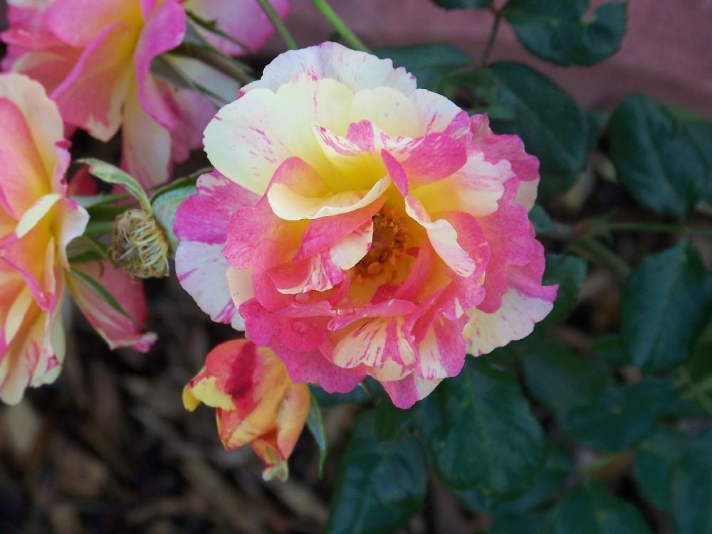 Photo of Rose (Rosa 'Citrus Splash') uploaded by Skiekitty