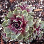 Spring color of Sempervivum 'Lavender and Old Lace' in Tennessee.
