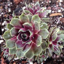 Location: Medina, TN
Date: Spring 2014
Spring color of Sempervivum 'Lavender and Old Lace' in Tennessee.