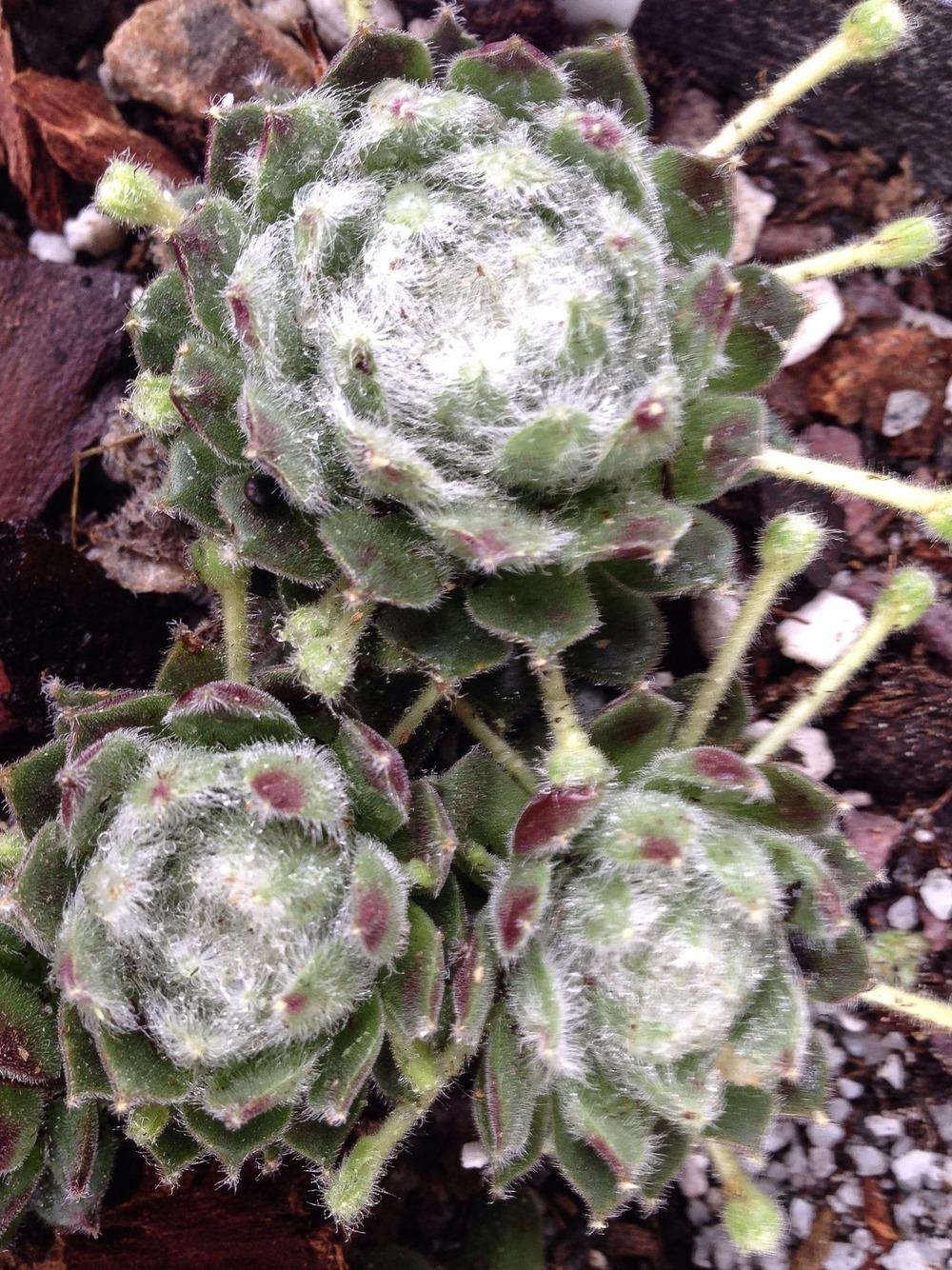 Photo of Hen and Chicks (Sempervivum 'Shirley's Joy') uploaded by clintbrown