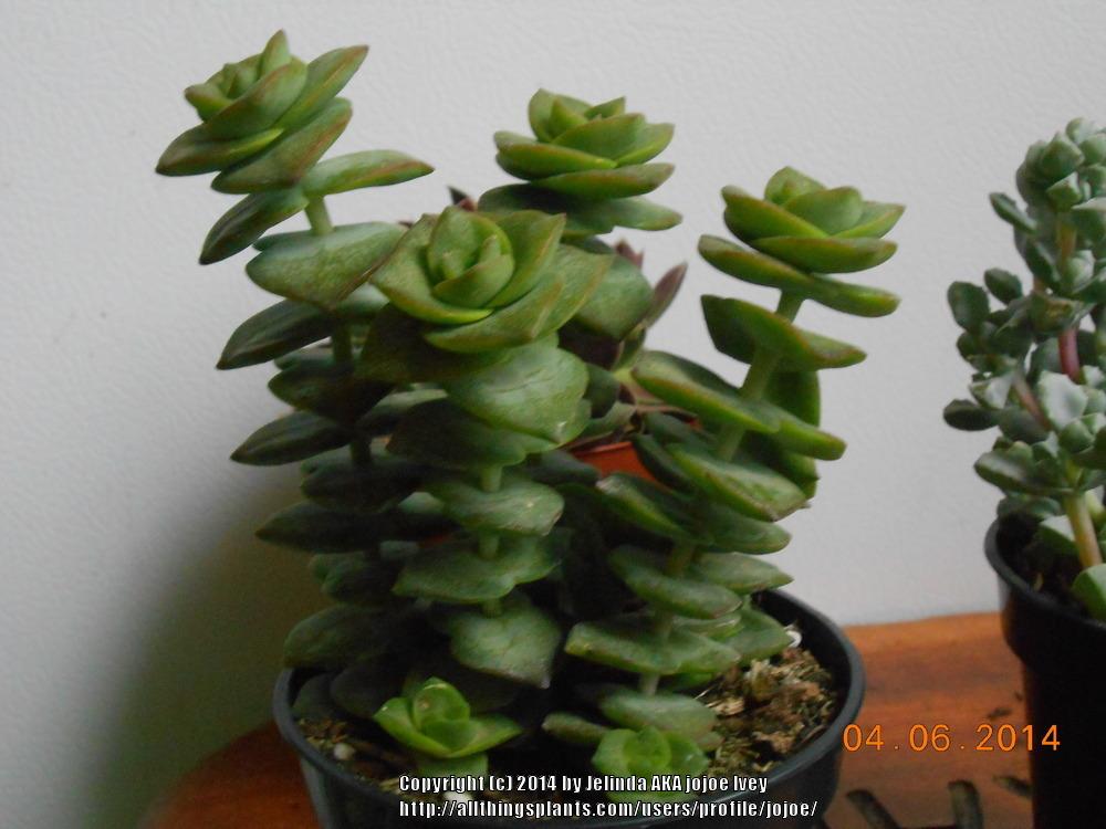 Photo of String of Buttons (Crassula perforata) uploaded by jojoe