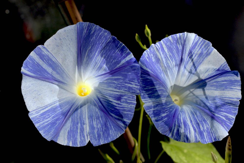 Photo of Morning Glory (Ipomoea tricolor 'Flying Saucers') uploaded by luvsgrtdanes