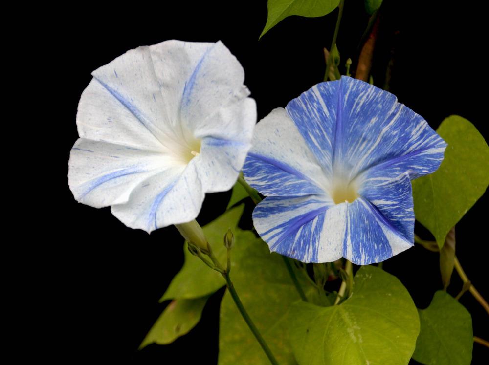 Photo of Morning Glory (Ipomoea tricolor 'Flying Saucers') uploaded by luvsgrtdanes