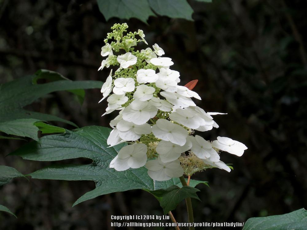 Photo of Oakleaf Hydrangea (Hydrangea quercifolia) uploaded by plantladylin