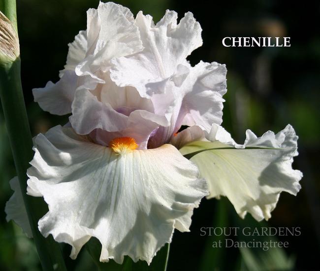 Photo of Tall Bearded Iris (Iris 'Chenille') uploaded by Calif_Sue