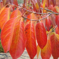 Location: Santa Cruz Mountains, California
Date: 2013-10-10
Brilliant fall foliage.