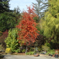 Location: Santa Cruz Mountains, California
Date: 2013-11-08
Fall foliage