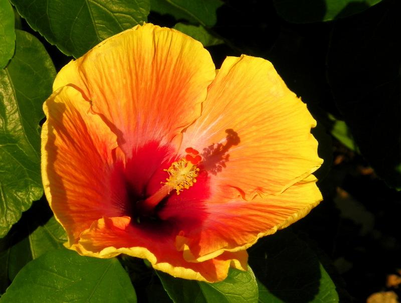Photo of Tropical Hibiscus (Hibiscus rosa-sinensis 'Cosmic Dancer') uploaded by Justin
