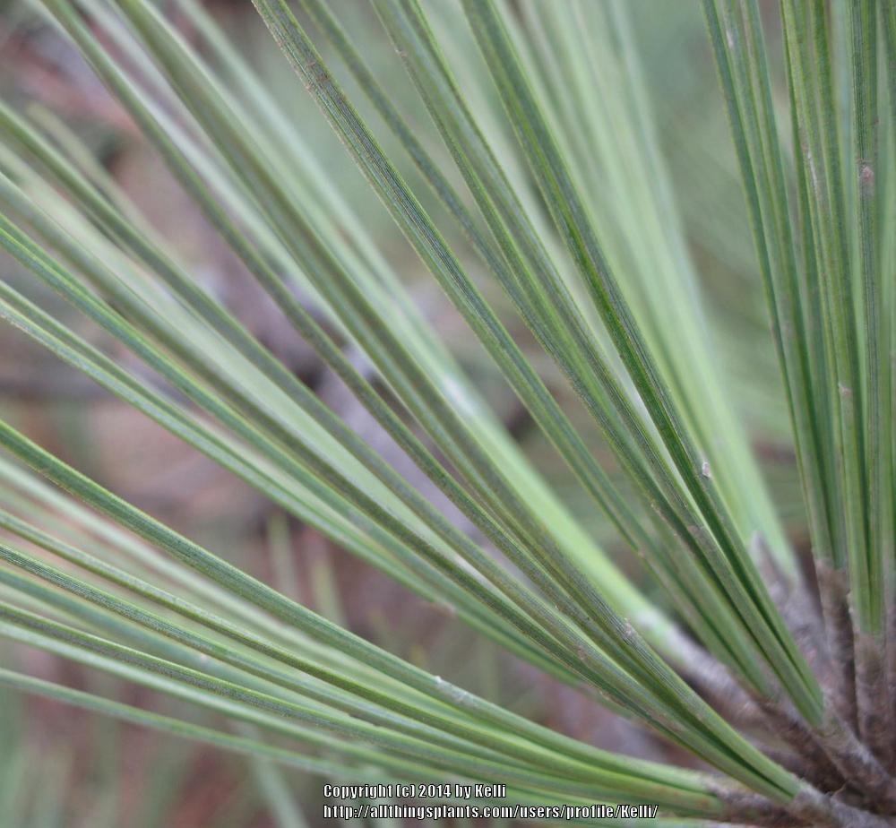 Photo of Torrey pine (Pinus torreyana) uploaded by Kelli