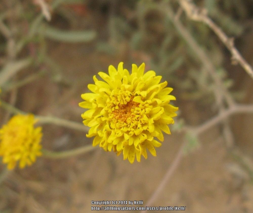 Photo of Yellow Chaenactis (Chaenactis glabriuscula) uploaded by Kelli