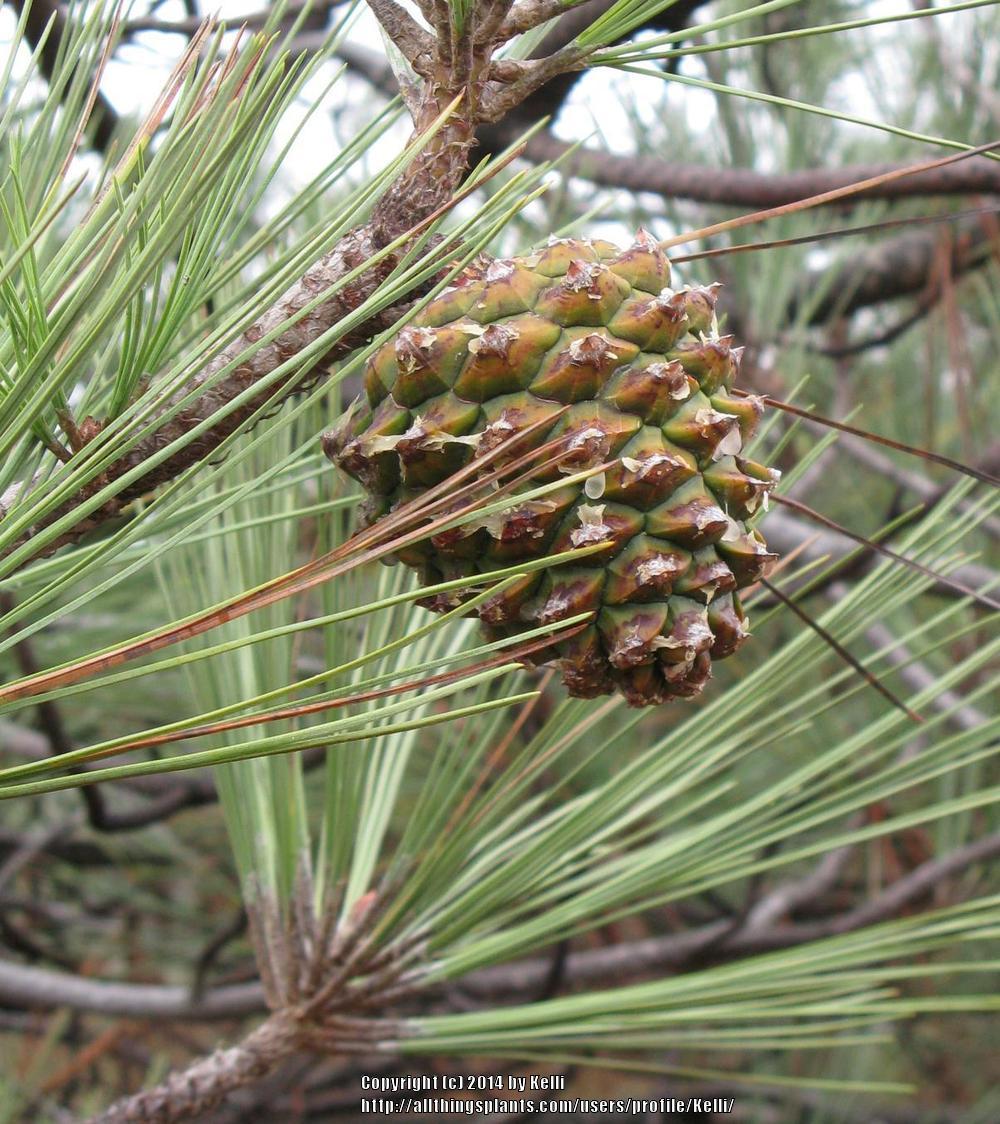 Photo of Torrey pine (Pinus torreyana) uploaded by Kelli