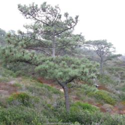 Location: Torrey Pines State Reserve, Del Mar, California
Date: 2011-10-19