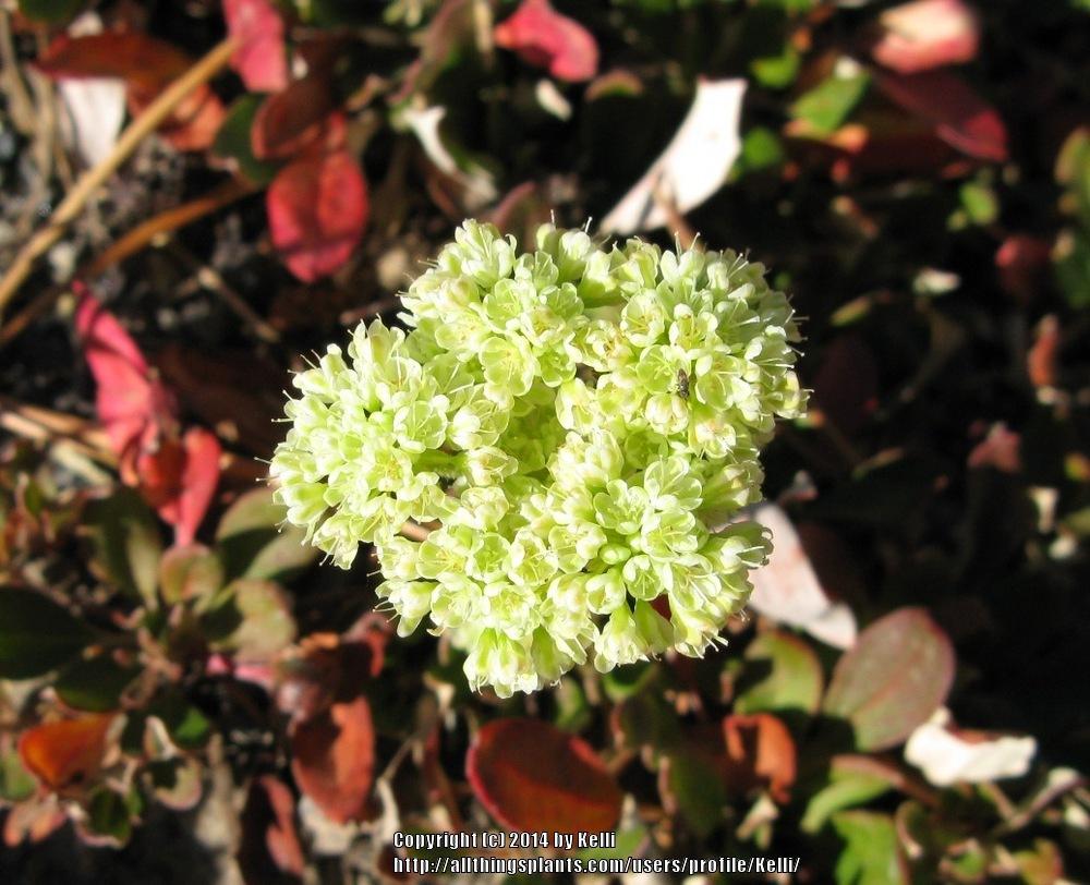 Photo of Sulfur Buckwheat (Eriogonum umbellatum) uploaded by Kelli
