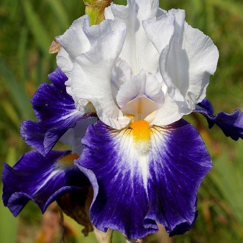 Photo of Tall Bearded Iris (Iris 'Quelle Classe') uploaded by Misawa77