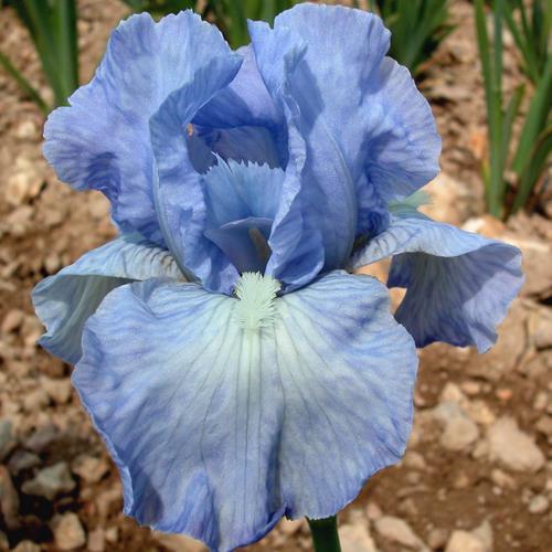 Photo of Intermediate Bearded Iris (Iris 'Bel Azur') uploaded by Misawa77